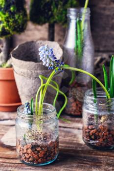 The sprouted sprouts of spring hyacinths in glass jars.Selective focus.