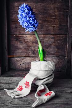 Blooming blue hyacinth wrapped in warm scarf on wooden background