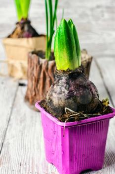 Young germinating hyacinth in plastic pot filled with peat