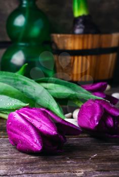 Cut tulips with dew on a background of spring plants
