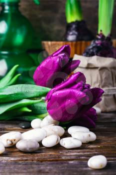 Still life with tulips,bright pebbles and the bulb of hyacinth