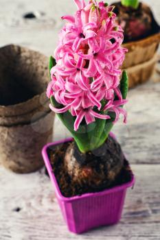 Germinating flowering pink hyacinth on bright background.Photo tinted.