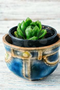 Spring arm of the succulents in the stylish flower pot