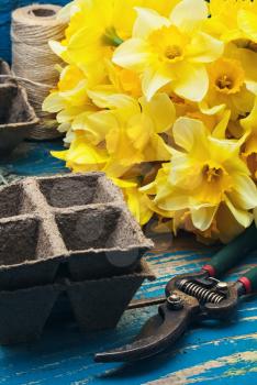 Charming bunch of daffodils and garden tools on wooden background