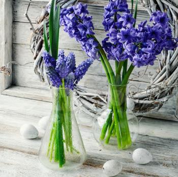Cut branches of hyacinths in glass flask.Photography in a light tone