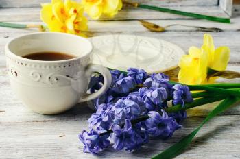 Cup of tea,a branch cut hyacinth and narcissus