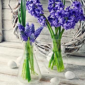 Cut branches of hyacinths in glass flask.Photography in a light tone