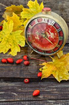 Old retro alarm clock,maple autumn leaf and rose hips on wooden background
