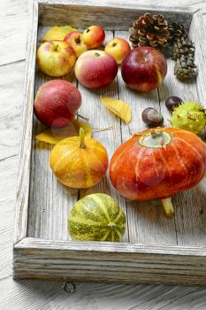 Decorative autumn mini pumpkins and autumn apples