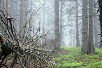 The fallen pine or spruce in the Carpathian mountains forest