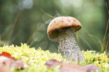 The orange-cap mushroom grow in the green moss birch wood, leccinum growing in the sun rays, close-up photo