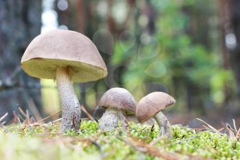 The brown-cap mushrooms grow in the green moss wood, leccinums growing in the sun rays, close-up photo
