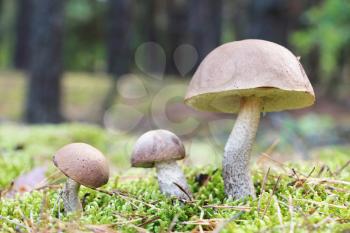 The brown-cap mushrooms grow in the green moss forest, leccinums growing in the sun rays, close-up photo