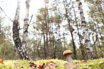The orange-cap mushroom grow in the green moss birch wood, leccinum growing in the sun rays