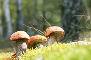 The three orange-cap mushrooms grow in the green moss birch forest, leccinum growing in the sun rays, close-up photo