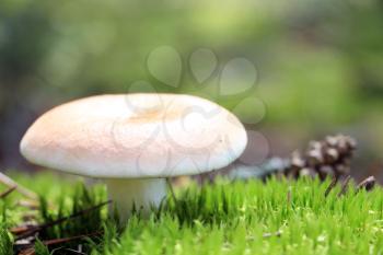 The beautiful russula grow in green moss forest, close-up photo