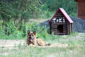 The German Shepherd Dog on a chain near kennel