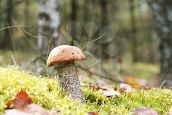 The orange-cap mushroom grow in the green moss birch forest, leccinum growing in the sun rays, close-up photo