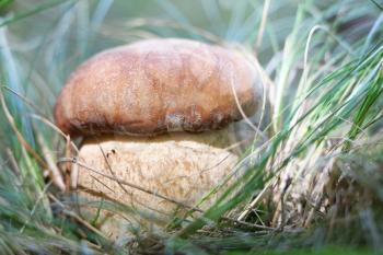 The big cep grow in the grass, boletus in the sun rays, close-up photo