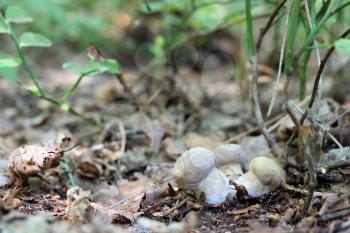 Three little ceps grow in the deciduous forest, close-up photo