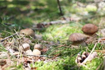 Many little ceps grow in the green moss wood, boletus growing in the sun rays, close-up photo