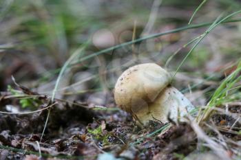 One little white mushroom growing in the deciduous forest, close-up photo