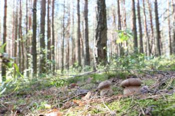 Growing pair of ceps in the moss forest, boletus in the sun rays, close-up photo