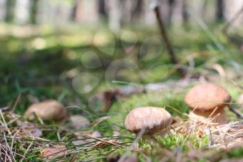 Three ceps grow in the green moss wood, boletus growing in the sun rays, close-up photo