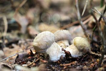 Three little ceps growing in the deciduous forest, close-up photo