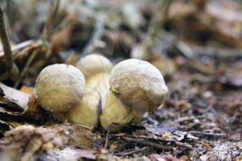 Three little ceps grow in the forest, close-up photo