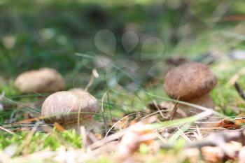 Growing two ceps in the moss forest, boletus in the sun rays, close-up photo