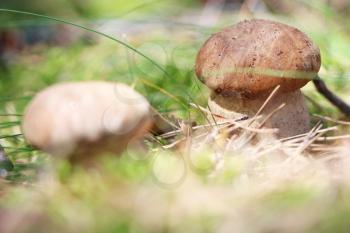 Growing two ceps in the moss wood, boletus in the sun rays, close-up photo