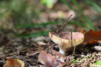 The beautiful red russula grow in deciduous wood, close-up photo