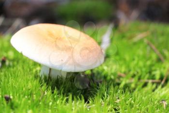 The beautiful fresh russula grow in green moss wood, close-up photo