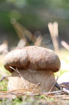 The large white cep grow in the moss, boletus in the sun rays, close-up photo