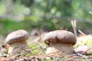 Pair of white mushrooms which grows in the moss wood, boletus in the sun rays, close-up photo