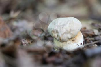 One little cep growing in the deciduous forest, close-up photo