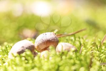 Three little ceps grow in the green moss forest in sun rays, close-up photo