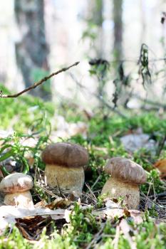 Three ceps grow in the green moss forest, boletus growing in the sun rays, close-up photo