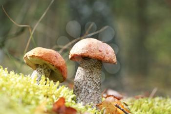 Two orange-cap mushrooms grow in the green moss birch wood, leccinum growing in the sun rays, close-up photo