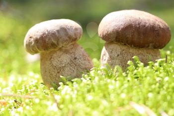 Two white ceps which grows in the moss forest, boletus in the sun rays, close-up photo