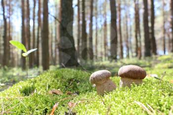 Two white ceps which grows in the forest, boletus in the sun rays, close-up photo