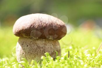 The big white cep grow in the moss, boletus in the sun rays, close-up photo