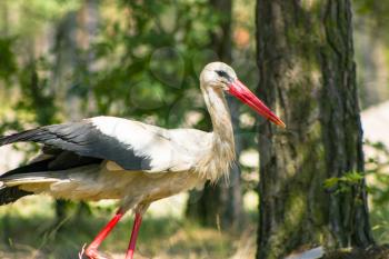 Stork walking and looking for food. Beautiful big bird in nature