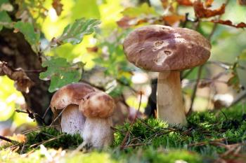 Three boletus growth under oak leaf. White mushroom fungus grow in autumn wood. Beautiful edible ceps