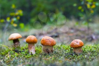 Small leccinum mushrooms growing in forest moss. Orange cap boletus grow in wood. Beautiful edible autumn bolete