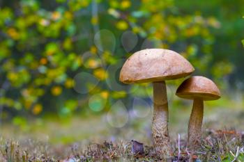 Two brown cap mushrooms grows in wood. Leccinum grow in forest. Beautiful edible autumn bolete