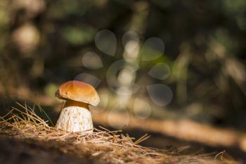 Cep mushroom growing and shining in sun rays, dark forest on background. Boletus grow in darkness wood. Beautiful edible autumn big raw bolete