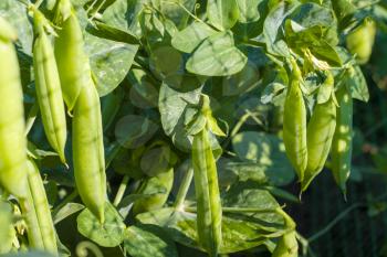 Green pea growing on grid field. Vegetable diet plant. Vegan food ingredient