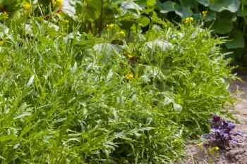 Arugula grows in sunlights. Fresh summer season salad plant. Natural organic food ingredient